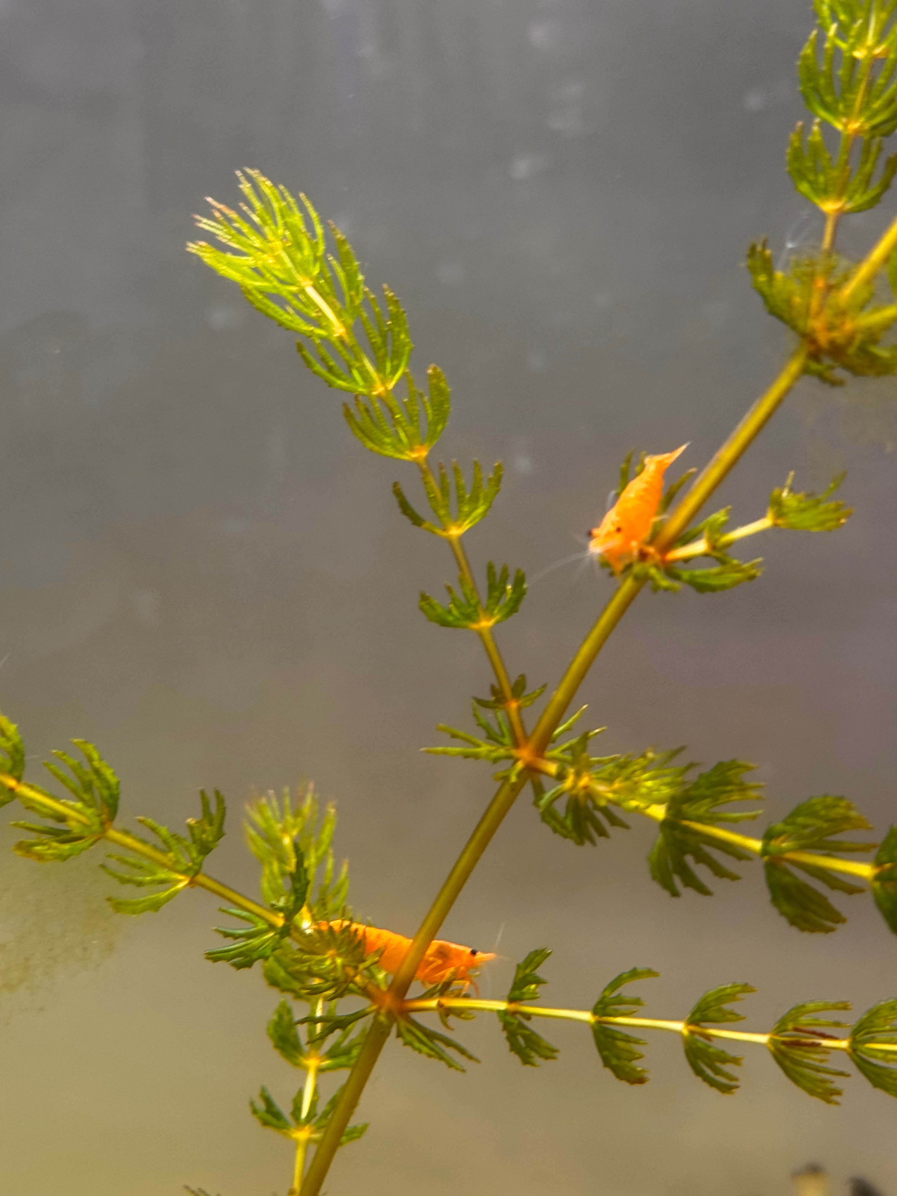 Sunkist Orange Neocaridina