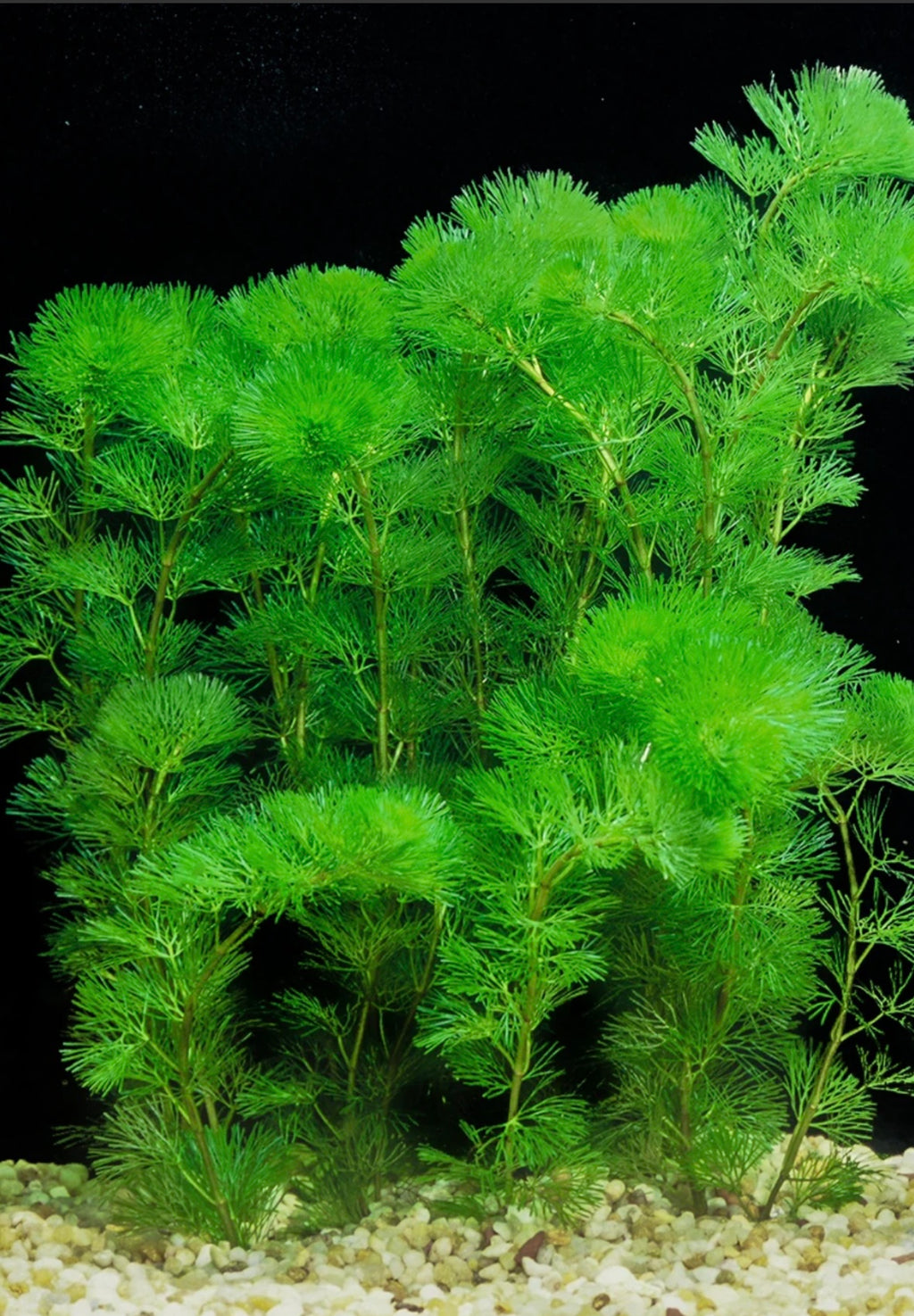 Green Cambomba