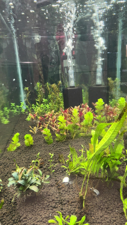 Green Cambomba