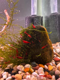 Cherry shrimp