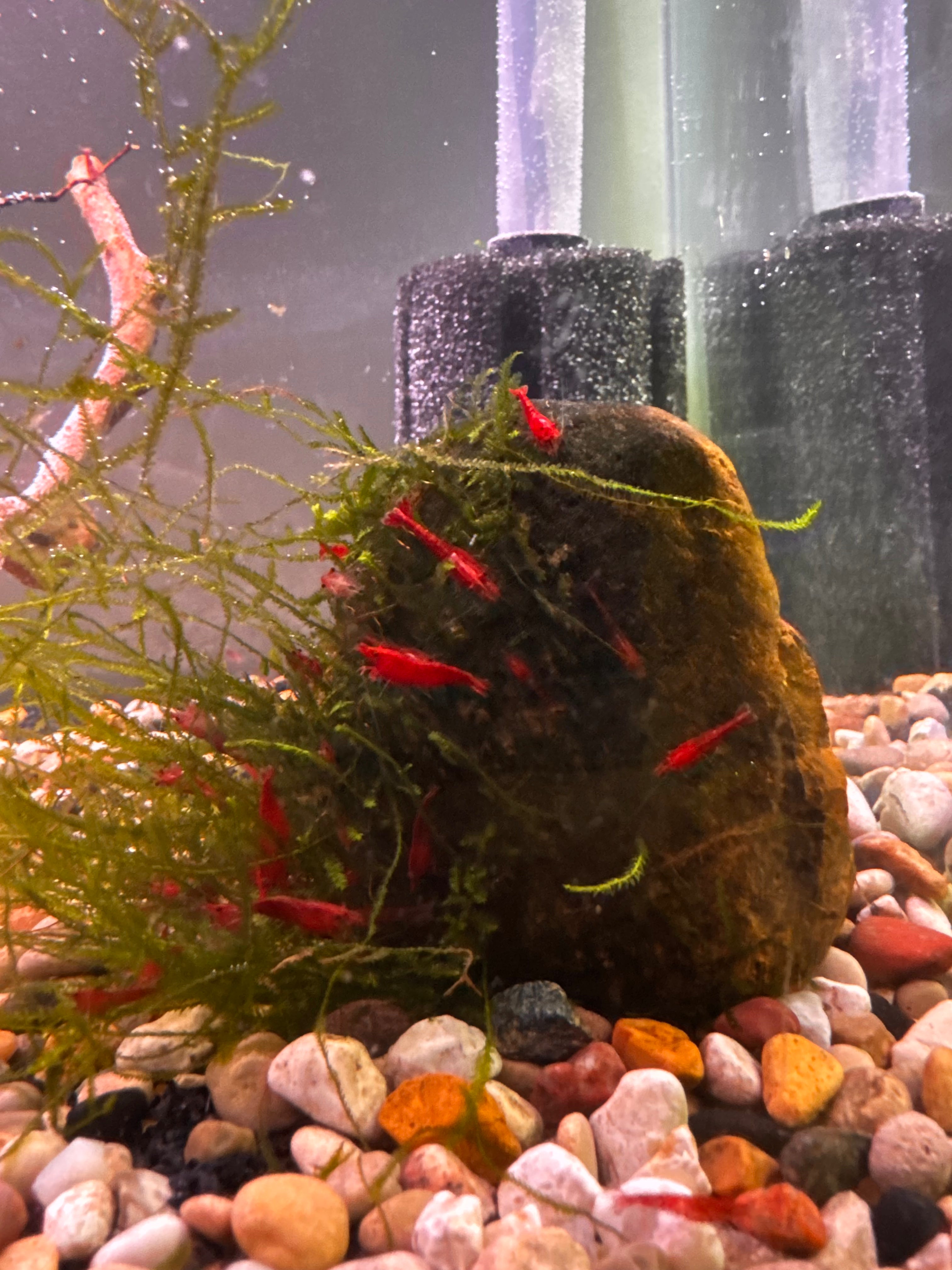 Cherry shrimp