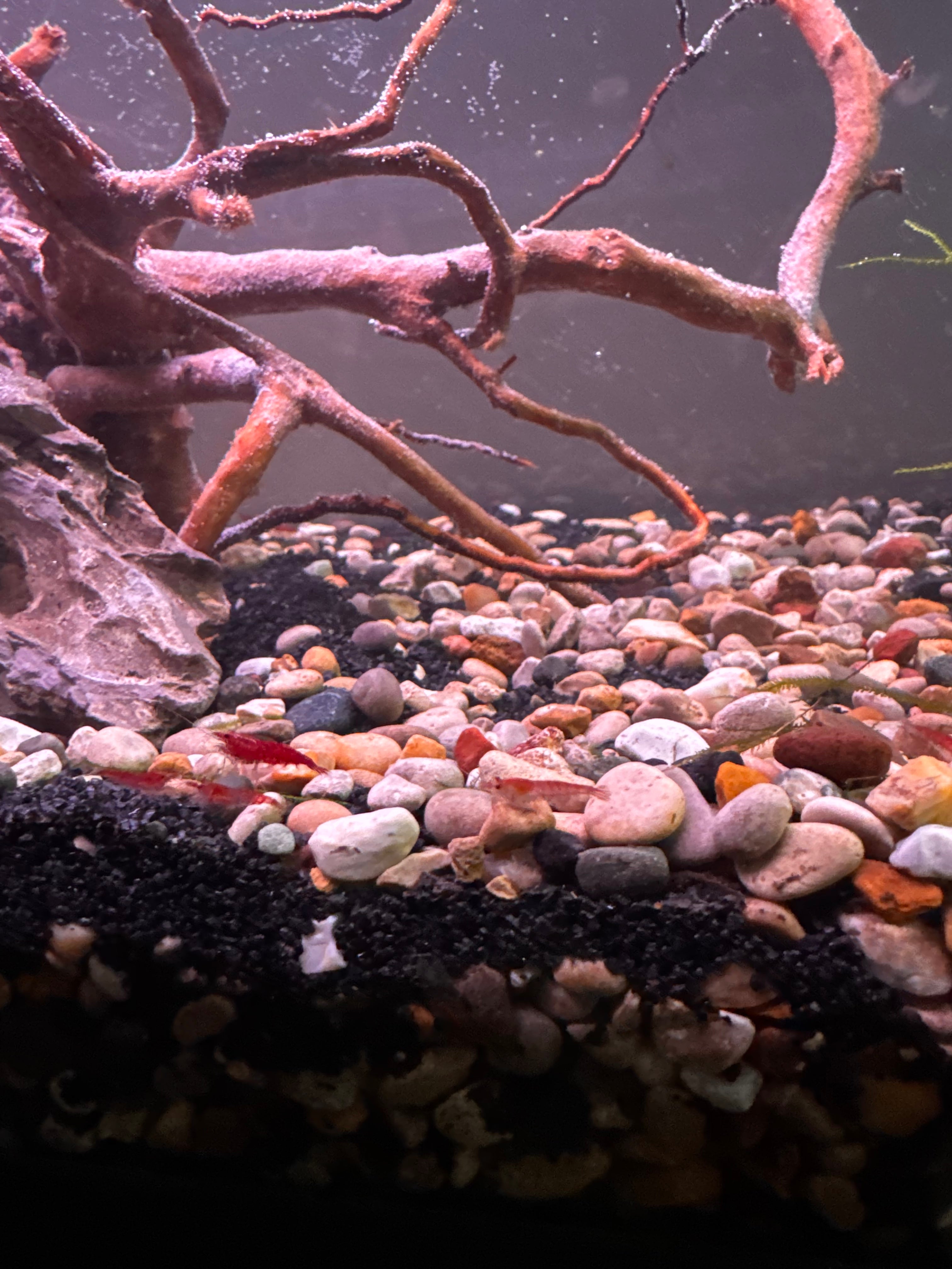 Cherry shrimp